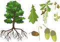 Botanical illustration with Oak tree with root system, branch with female and male flowers, acorn and green leaf